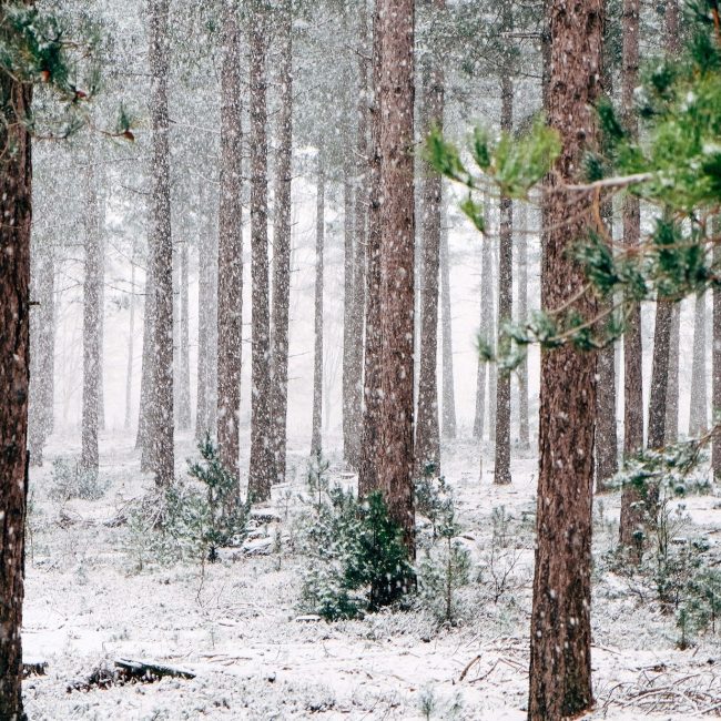 Winter Solstice Tranquility Walk