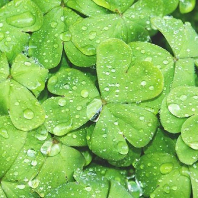 Saint Patrick’s Day Party @ Venetian Club