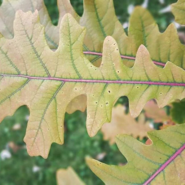 Annual Tree Giveaway @ Nicholas Conservatory & Gardens – Rockford Park District